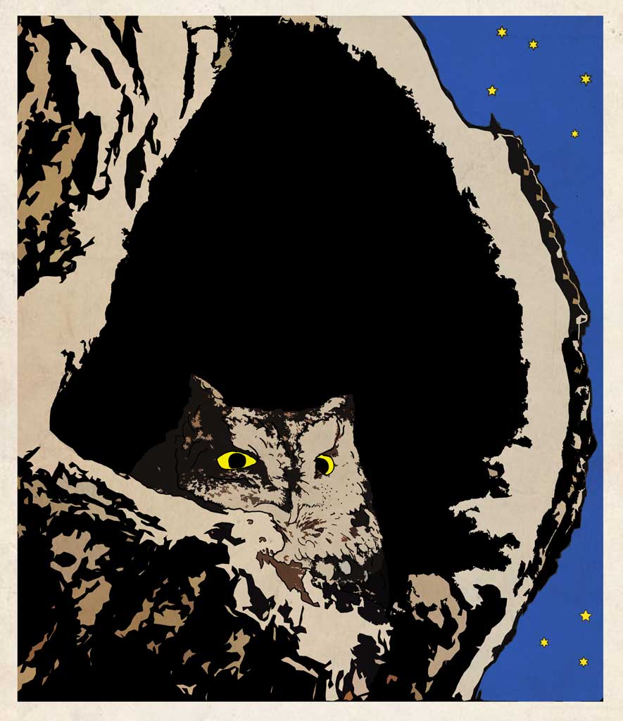 This image has an empty alt attribute; its file name is screech-owl.jpg
